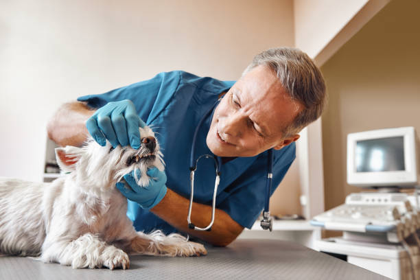 Best 24-Hour Emergency Dental Care in Shattuck, OK
